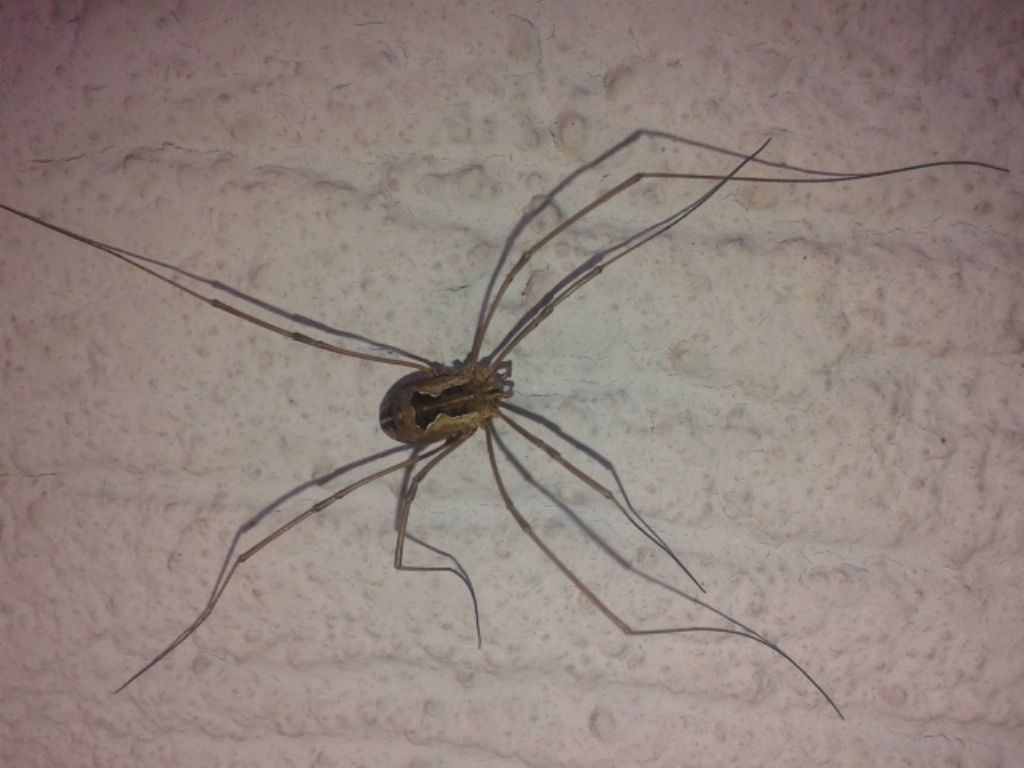 Araneus diadematus e opilione - Altamura (BA)